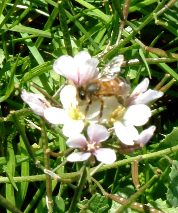 Bee collecting pollen and nectar