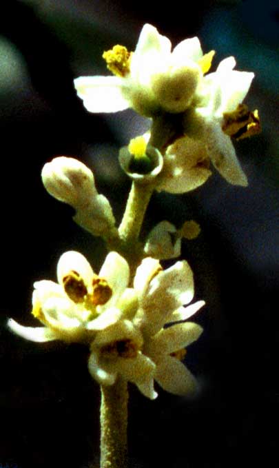 tsts123a.jpg