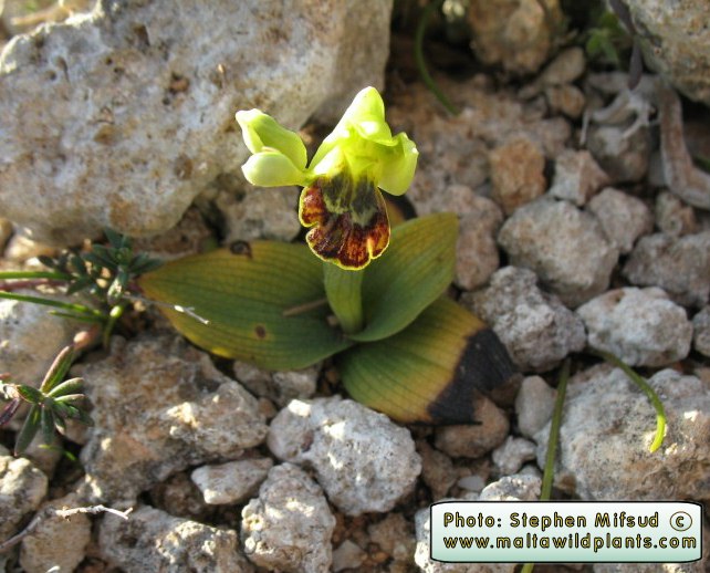 OrchidMalta.jpg