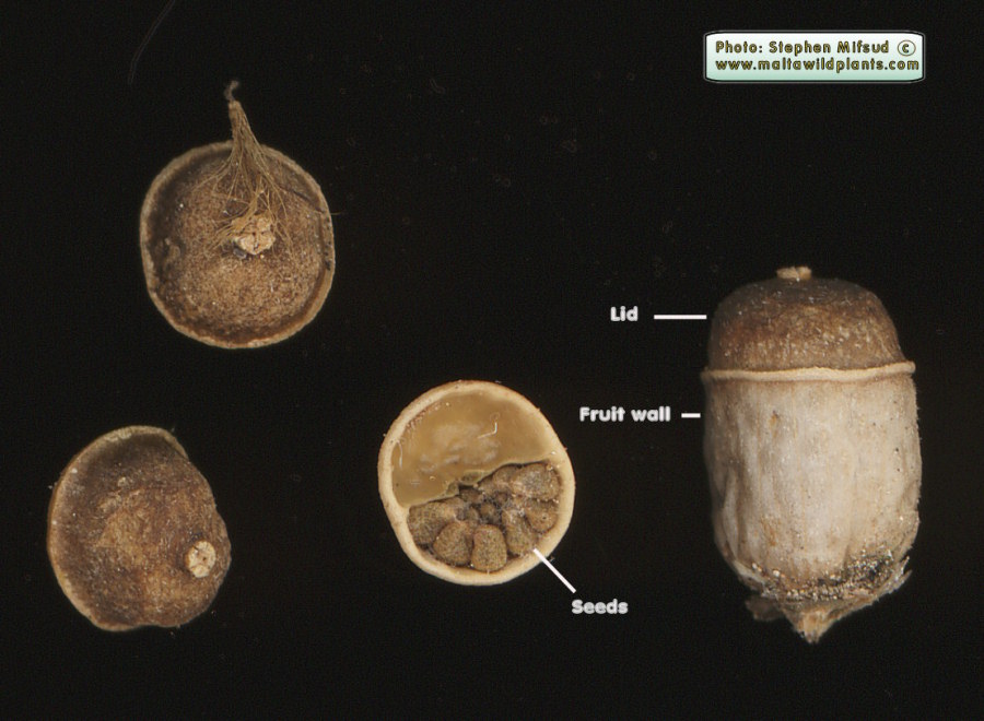 Scanned image of fruit of White HEnbane (MammaZEJZA)