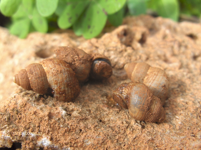 Pomatias Sulcatus.