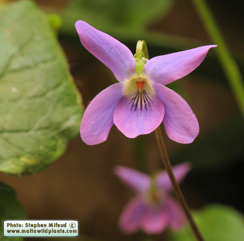 Viola odorata