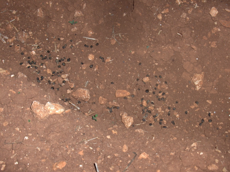 The mysterious pot-holes the criminal pooped at the crime scene!!