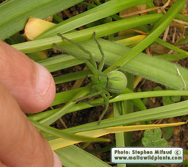 Green spider...