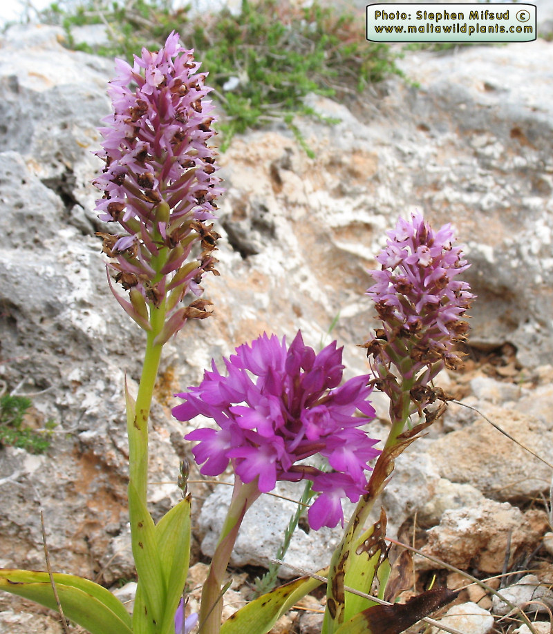 Anacamptis_urvilleana_pyramidalis.JPG