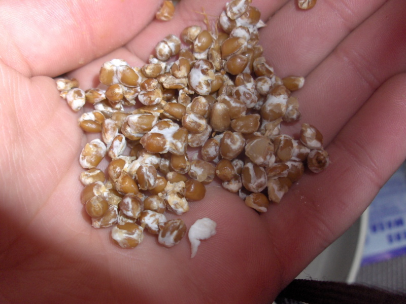 Grain spawn