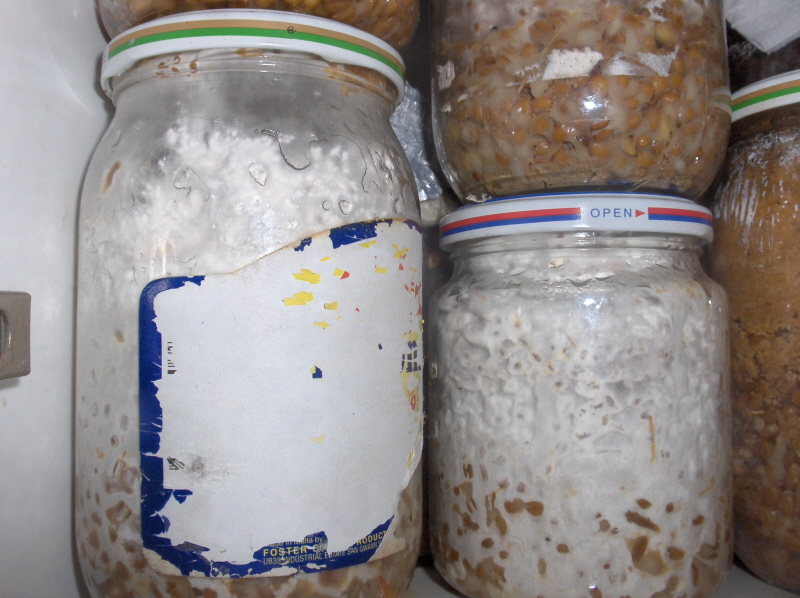 The grain spawn. In a jar.