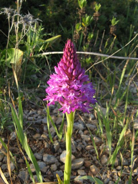 pyramid orchid
