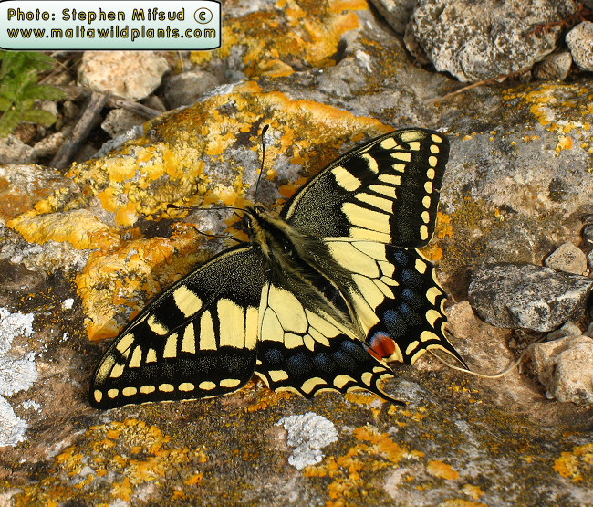 SwallowTail.jpg