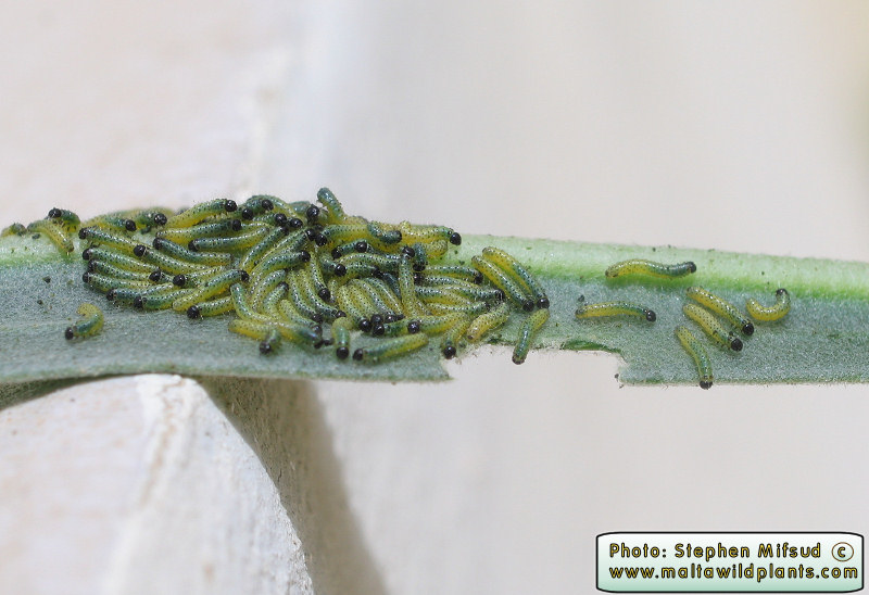 Larvae on Matthiola tricuspidata leaves.