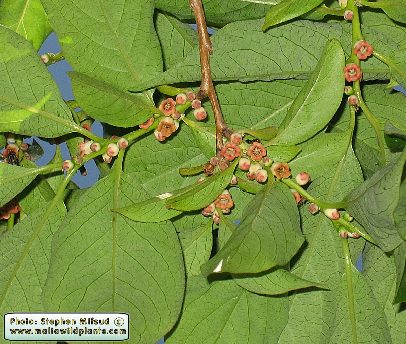 Buskett_Tree.JPG