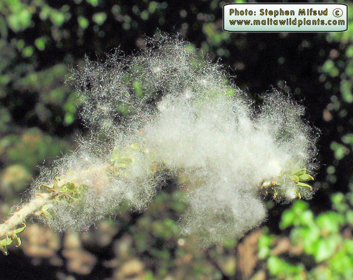 Cotton_tree.JPG