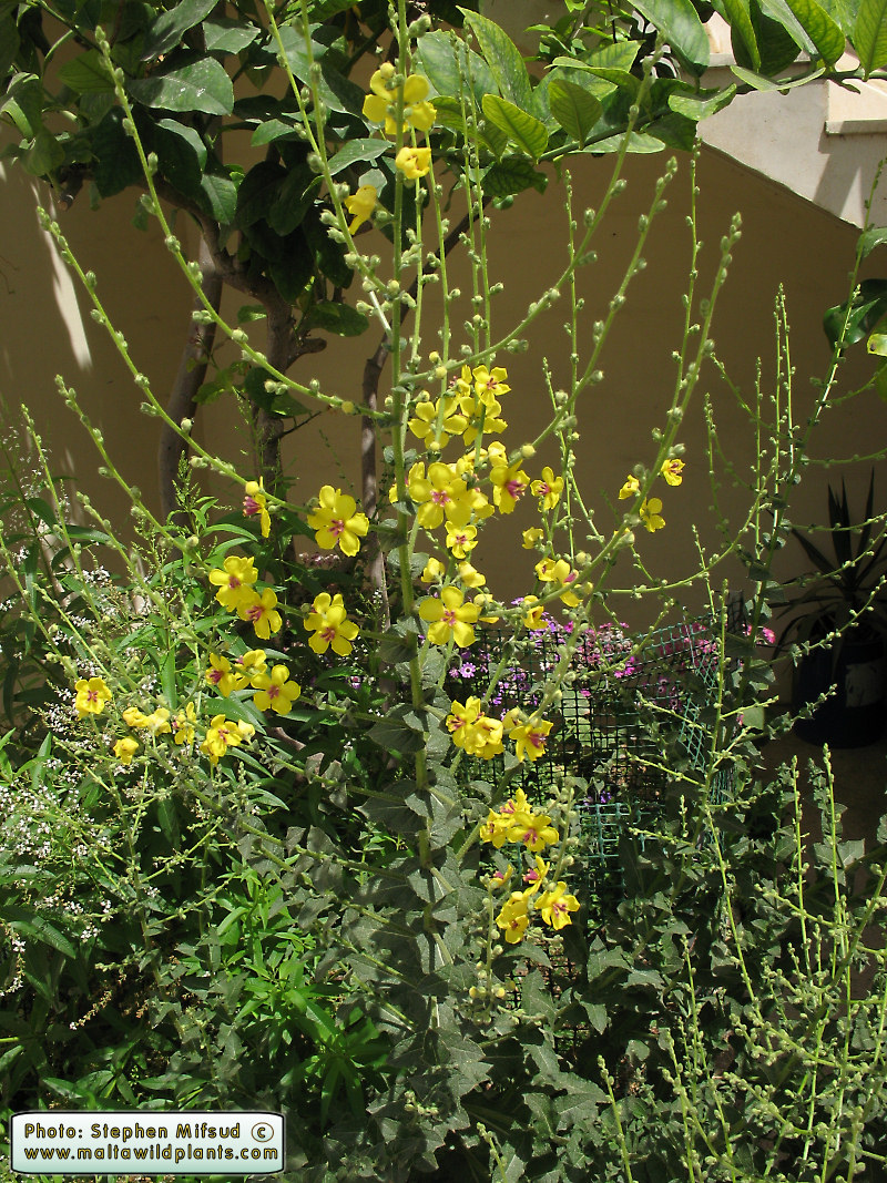 From the small garden of MWP