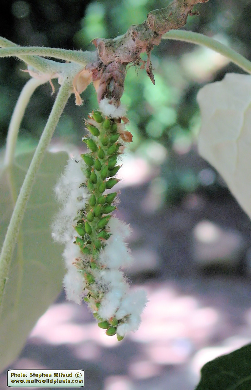 Popolus alba fruit