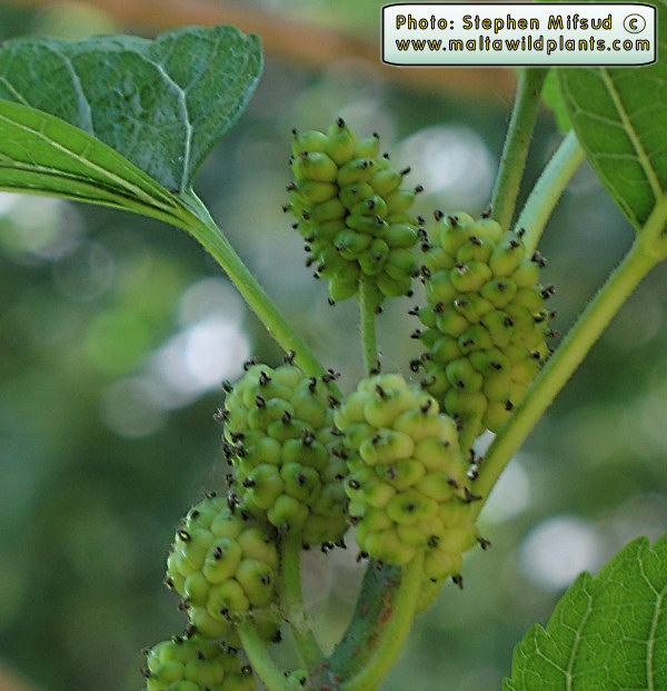 Close up of young fruit.