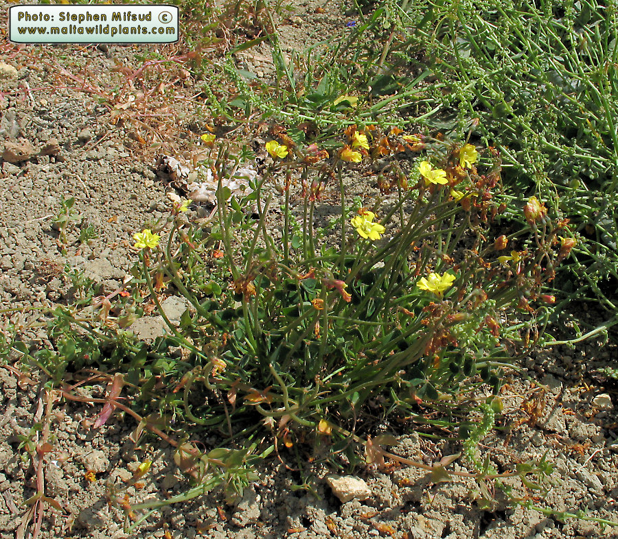 Oxalis_atypical6.JPG