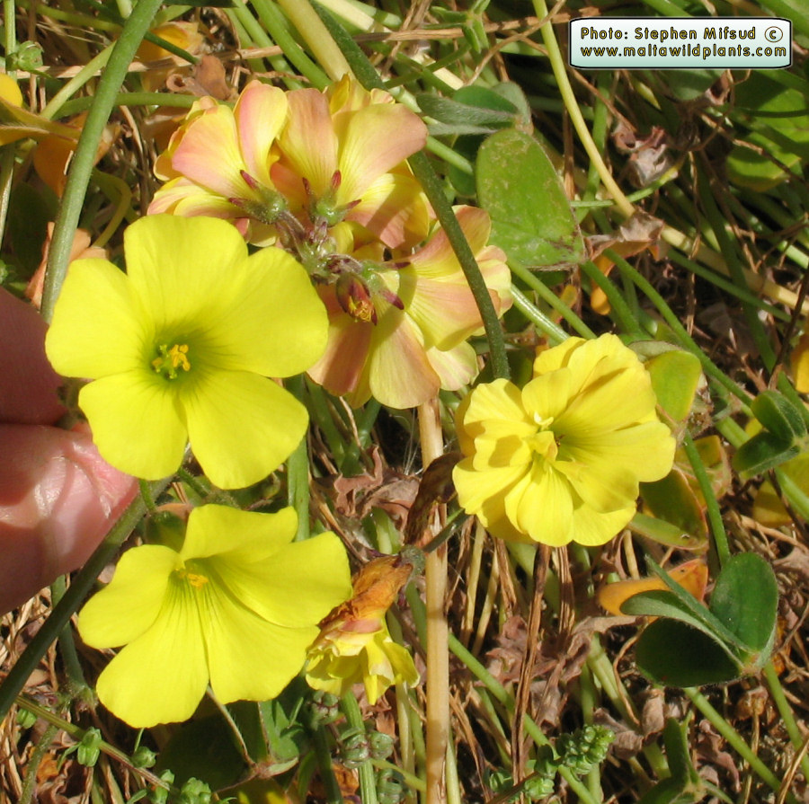 The typical flower of Oxalis pes-caprae (left side) compared to this atypical form.