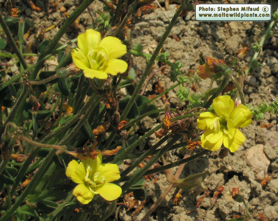 Oxalis_atypical4.JPG
