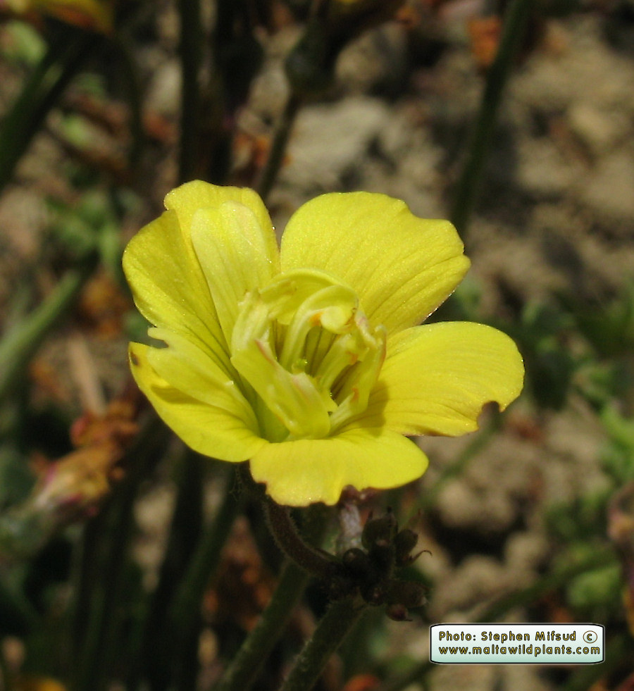 Oxalis_atypical3.JPG