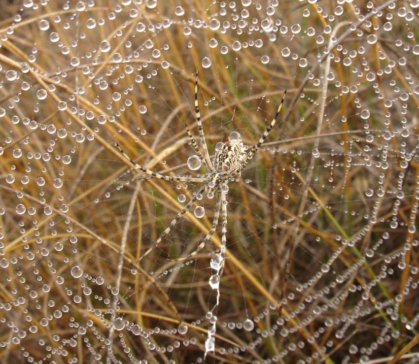 spider.jpg