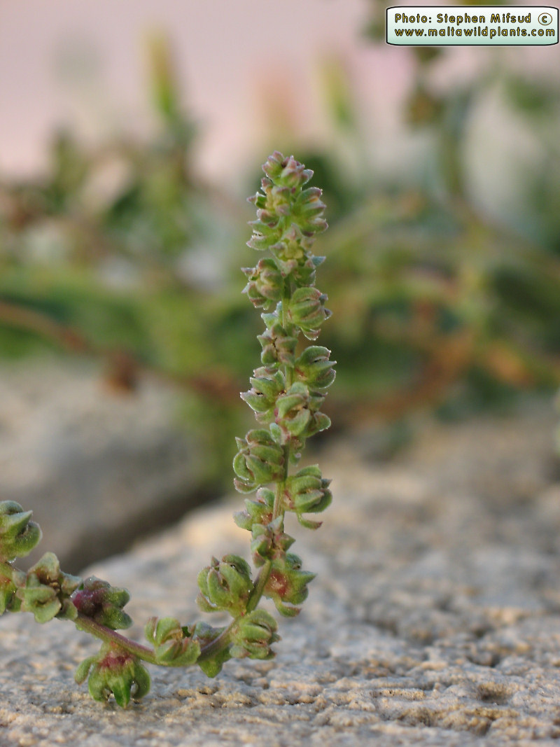 Atriplex ??