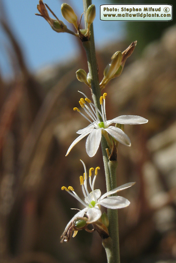WhiteStellateFlowers.JPG