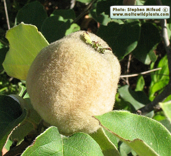 HairyApple.jpg