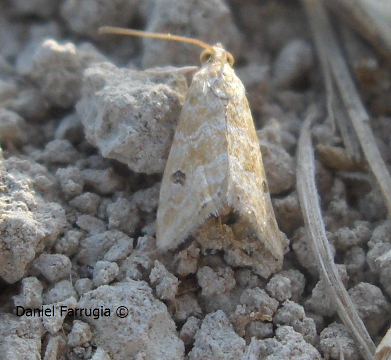 Quite a small and common moth.