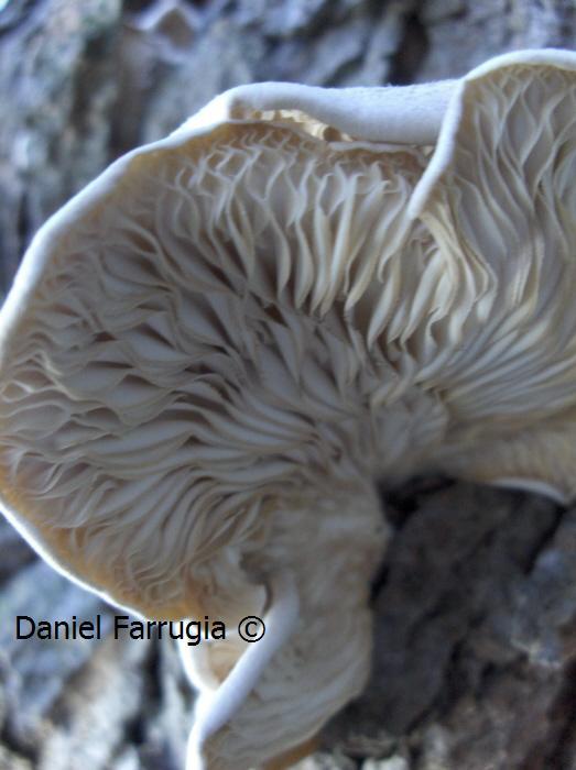 This one has gills and is growing on my dead morus alba. (cawslija)