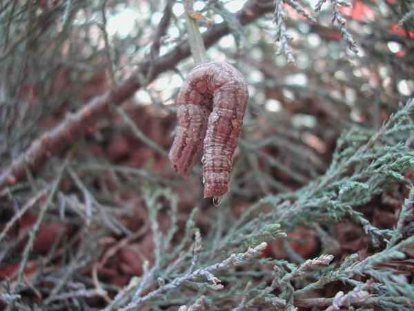 Clytie illunaris larvae.jpg