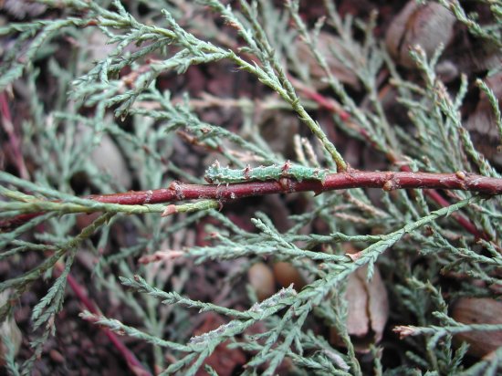 Agdistis tamaricis larva.jpg