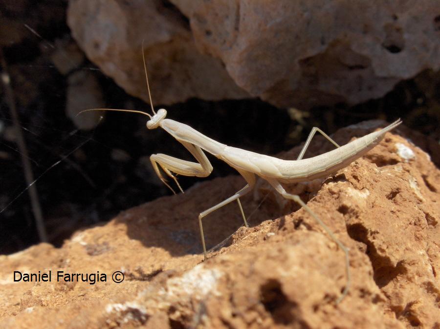 Notice the wings and size of the mantis.