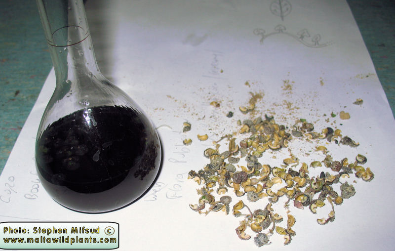 Ink from Chrozophora tinctoria
