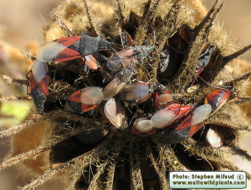SeedBoringInsects.JPG