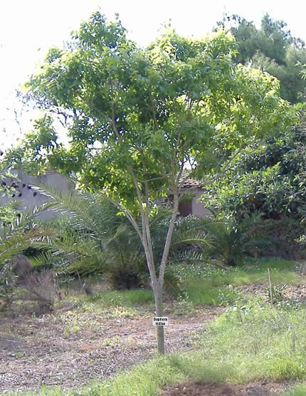 tree_522 label.jpg