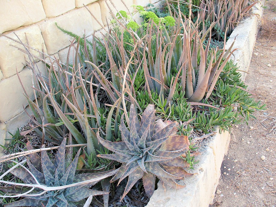Asphodelaceae2.jpg