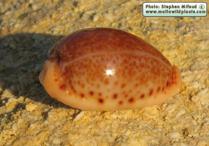 BrownMollusc1.JPG