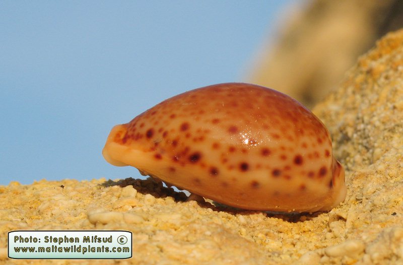 BrownMollusc3.JPG