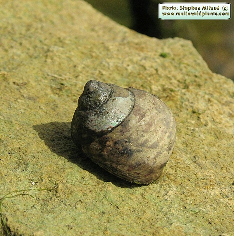 SeaSnail1.JPG