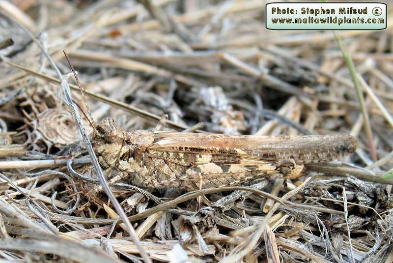 Locust-Redwing.jpg