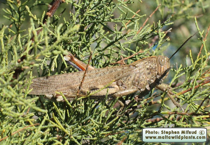 Locust3_tamarixtree.jpg