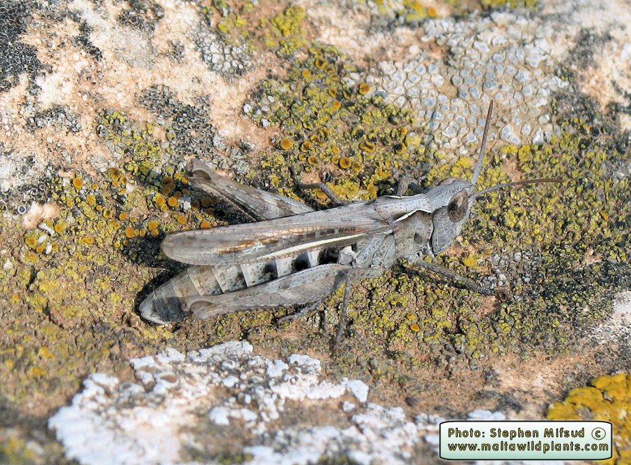 Locust_garigue.jpg