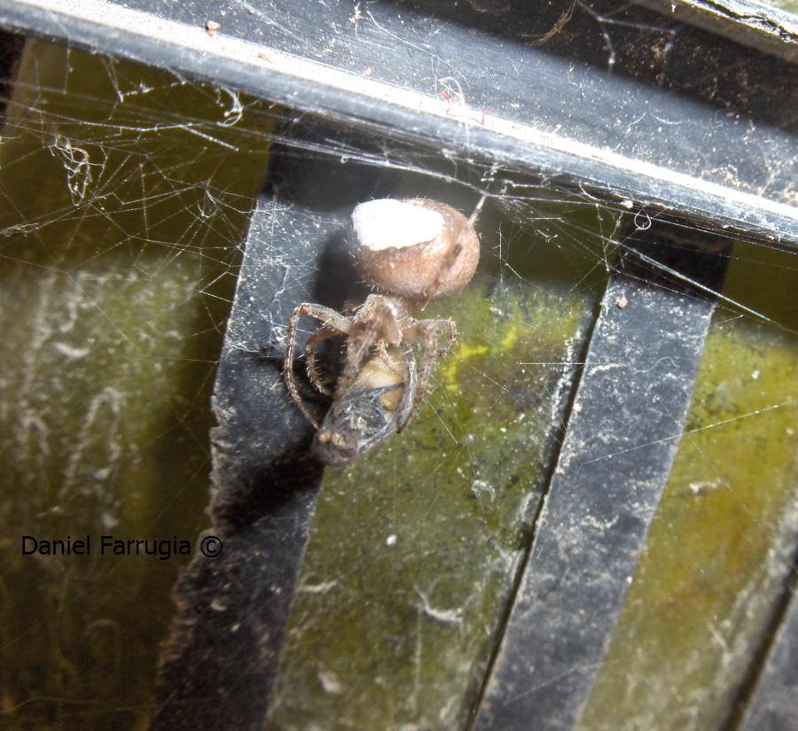 Quite a large abdomen.