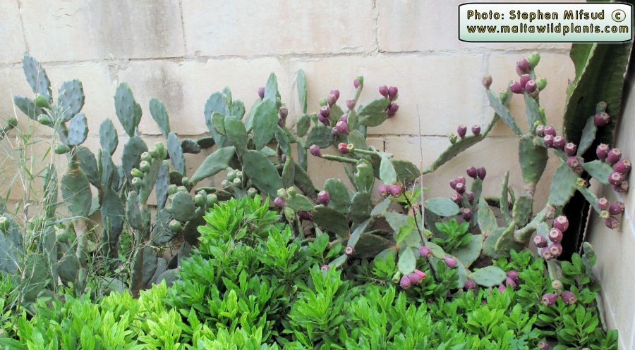 Opuntia_small_leaves.jpg