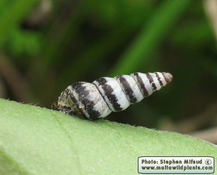 ZebraSnail.JPG