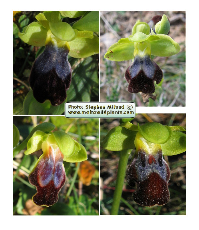 4 photos of flowers taken from 4 different Ophrys fusca species in Dingli Cliffs