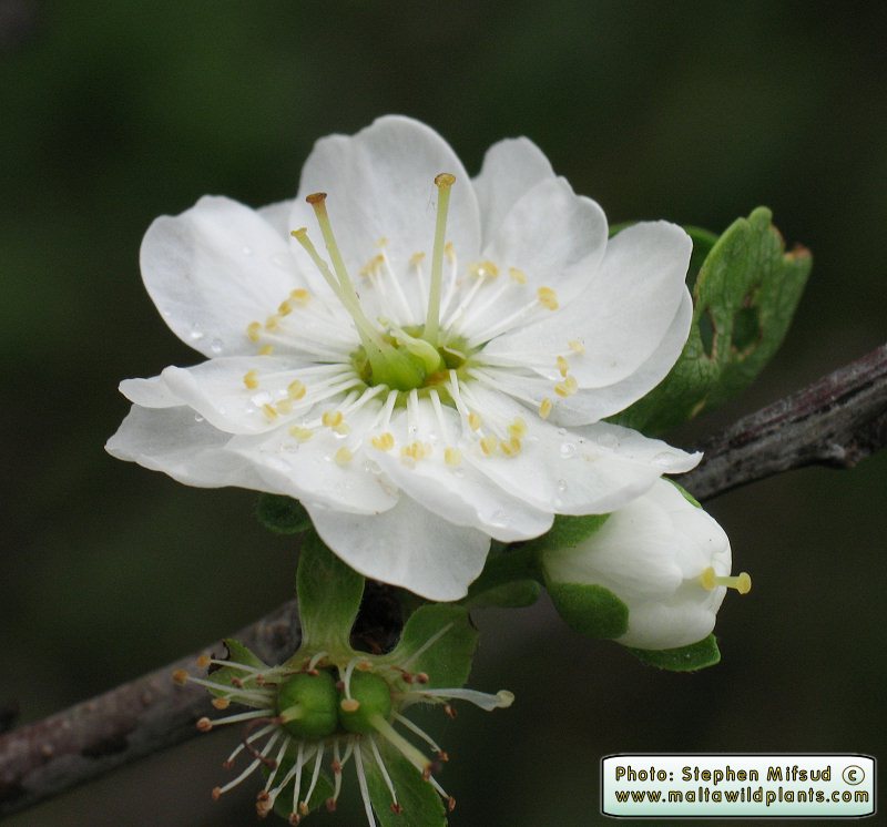 Agric_Fruit_tree3.jpg