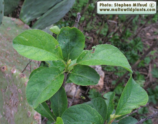 Agric_Fruit_tree2.jpg
