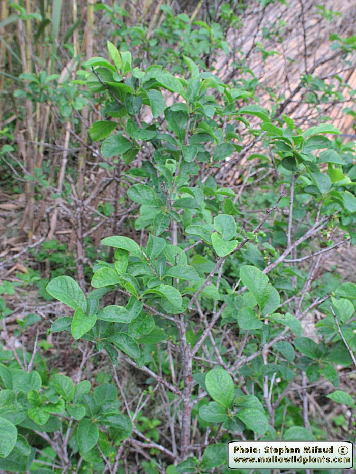 Agric_Fruit_tree1.jpg