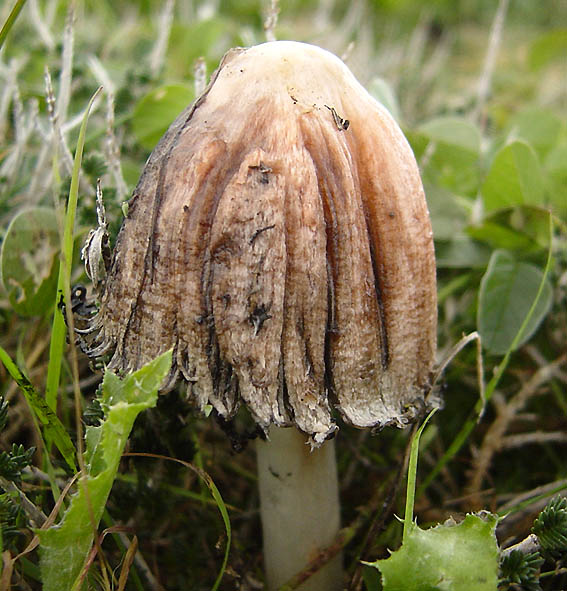 pinkish fungus.jpg